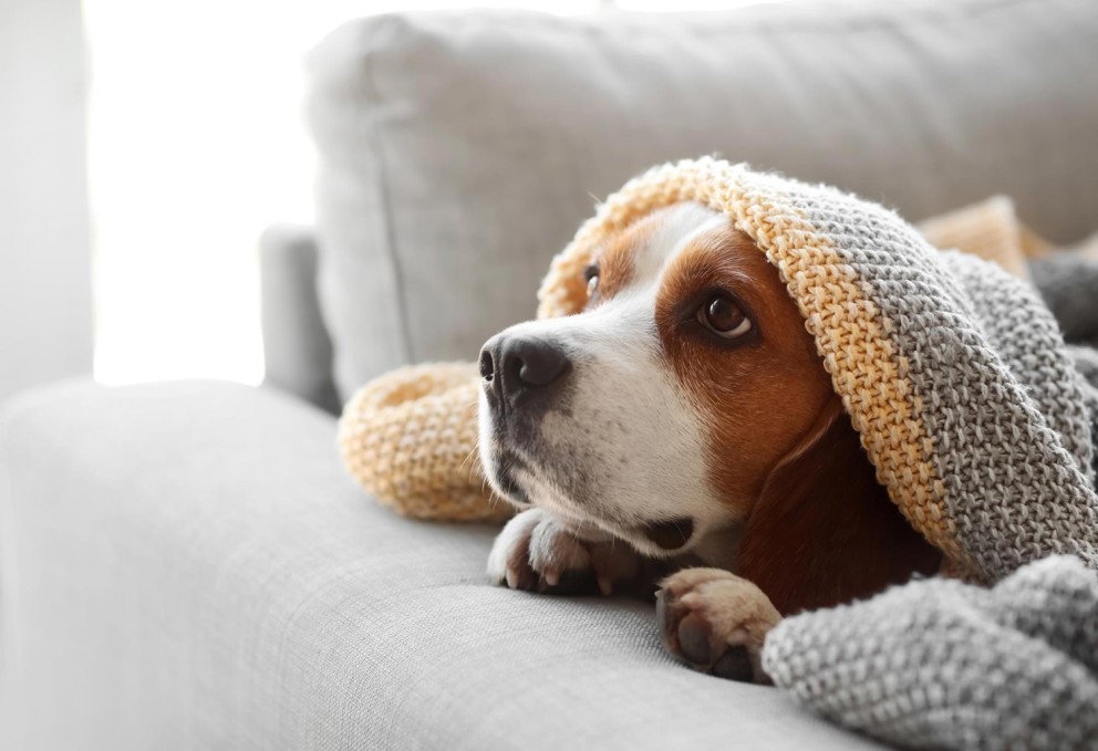 Een beagle-hond ligt op een bank, met een katoenachtige deken over zijn hoofd en kijkt omhoog met een aandoenlijke blik.